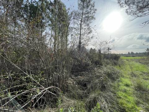 Terreno Rústico  Venda em Sarzedas,Castelo Branco