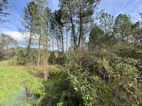 Terreno Rústico  Venda em Sarzedas,Castelo Branco