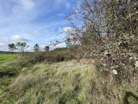 Terreno Rústico  Venda em Sarzedas,Castelo Branco