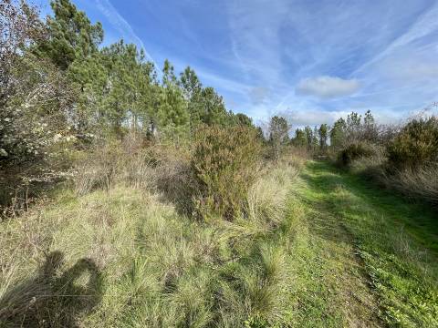 Terreno Rústico  Venda em Sarzedas,Castelo Branco