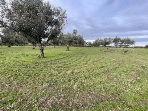 Quinta com 23 hectares junto a serra da gardunha, Soalheira Fundão