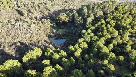 Herdade T5 Venda em Escalos de Baixo e Mata,Castelo Branco