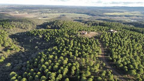 Herdade T5 Venda em Escalos de Baixo e Mata,Castelo Branco