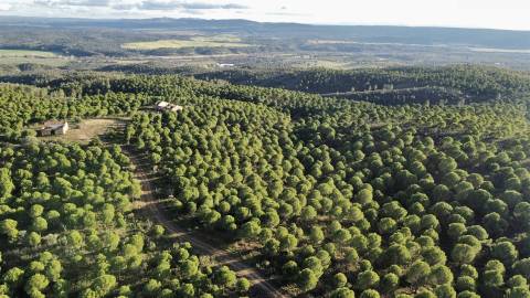 Herdade T5 Venda em Escalos de Baixo e Mata,Castelo Branco
