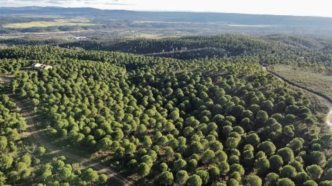 Herdade T5 Venda em Escalos de Baixo e Mata,Castelo Branco