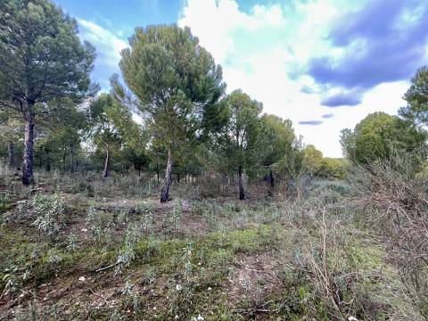 Herdade T5 Venda em Escalos de Baixo e Mata,Castelo Branco
