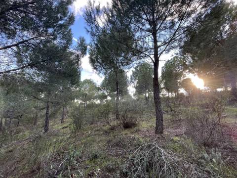 Herdade T5 Venda em Escalos de Baixo e Mata,Castelo Branco