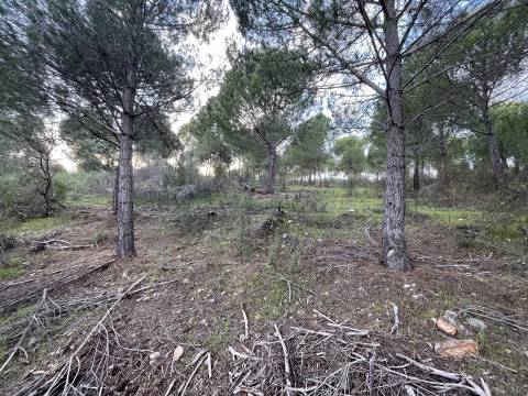 Herdade T5 Venda em Escalos de Baixo e Mata,Castelo Branco