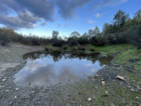 Herdade T5 Venda em Escalos de Baixo e Mata,Castelo Branco