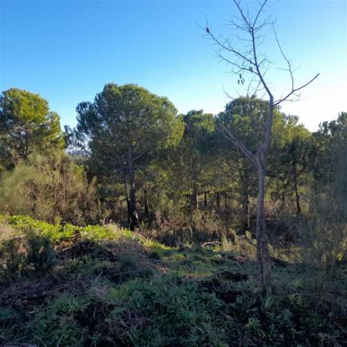 Herdade T5 Venda em Escalos de Baixo e Mata,Castelo Branco