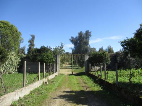 Quinta T0 Venda em Castelo Branco,Castelo Branco