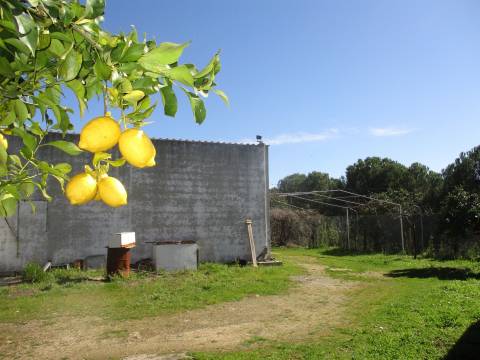Quinta T0 Venda em Castelo Branco,Castelo Branco