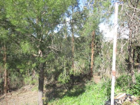 Quinta T0 Venda em Castelo Branco,Castelo Branco