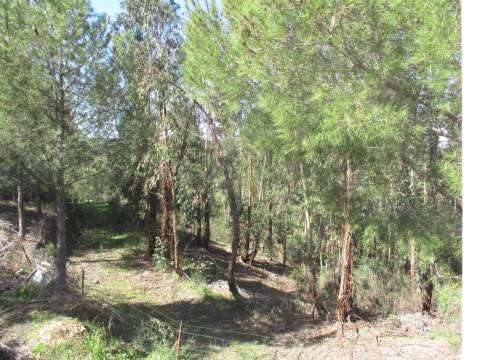 Quinta T0 Venda em Castelo Branco,Castelo Branco