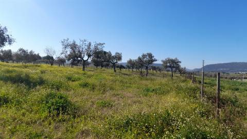 Quinta T0 Venda em Vila Velha de Ródão,Vila Velha de Rodão