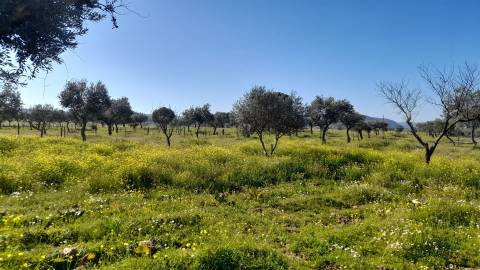Quinta T0 Venda em Vila Velha de Ródão,Vila Velha de Rodão