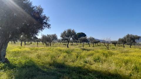 Quinta T0 Venda em Vila Velha de Ródão,Vila Velha de Rodão