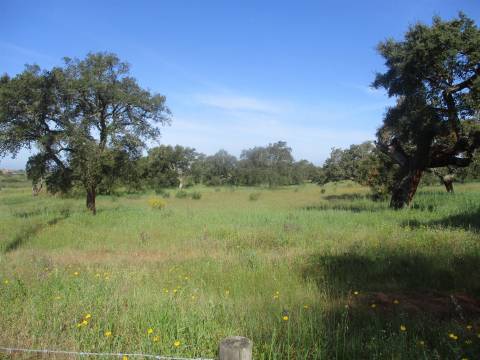 Quinta com habitação, poço, sobreiro, casa