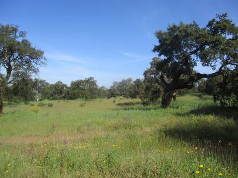 Quinta com habitação, poço, sobreiro, casa