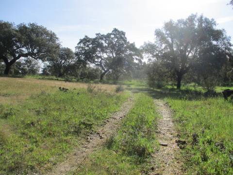 Quinta com habitação, poço, sobreiro, casa