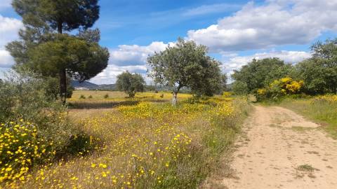 Herdade T0 Venda em Enxames,Fundão