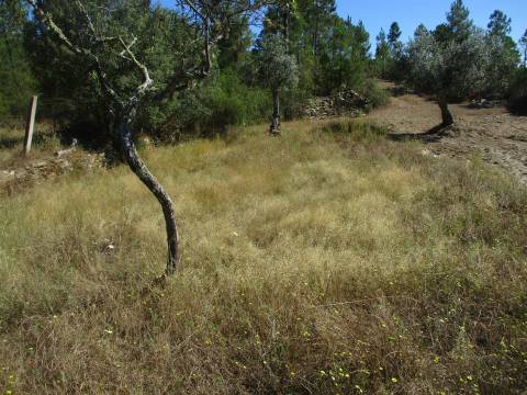 Quinta T0 Venda em Sarzedas,Castelo Branco