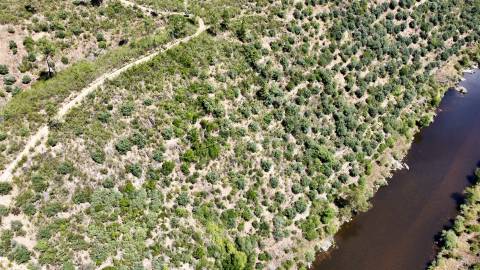 Terreno Rústico  Venda em Sarzedas,Castelo Branco