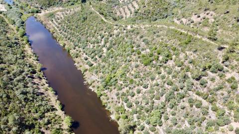 Terreno Rústico  Venda em Sarzedas,Castelo Branco
