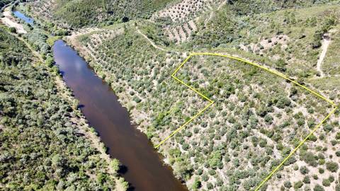 Terreno Rústico  Venda em Sarzedas,Castelo Branco