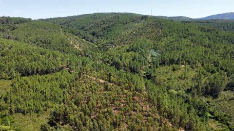 Terreno Rústico  Venda em Sarnadas de São Simão,Oleiros