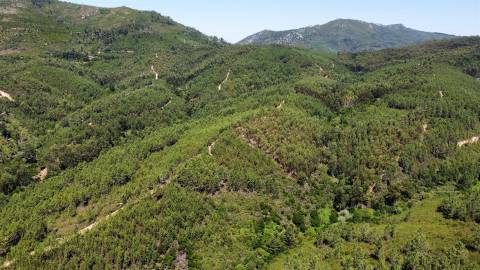 Terreno Rústico  Venda em Sarnadas de São Simão,Oleiros