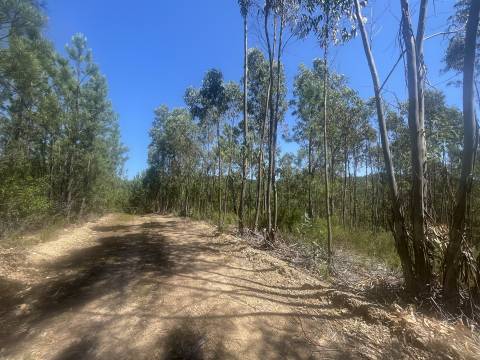 Terreno Rústico  Venda em Sarnadas de São Simão,Oleiros