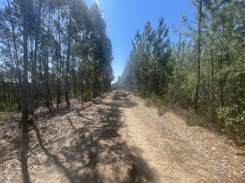 Terreno Rústico  Venda em Sarnadas de São Simão,Oleiros