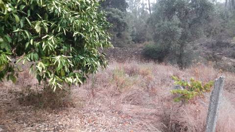 Terreno Rústico  Venda em Santo André das Tojeiras,Castelo Branco