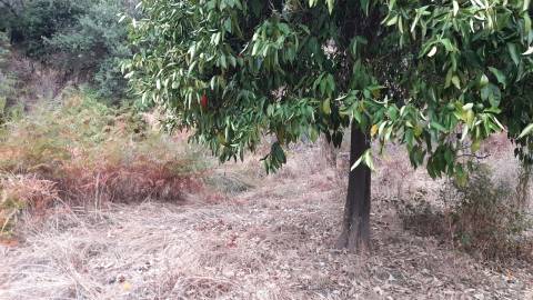 Terreno Rústico  Venda em Santo André das Tojeiras,Castelo Branco