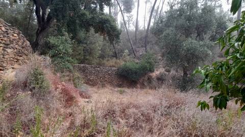 Terreno Rústico  Venda em Santo André das Tojeiras,Castelo Branco
