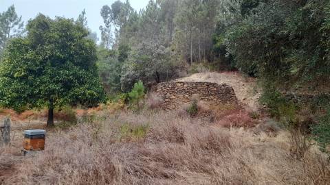 Terreno Rústico  Venda em Santo André das Tojeiras,Castelo Branco