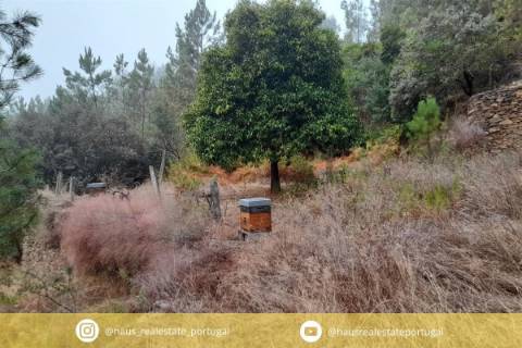 Terreno Rústico  Venda em Santo André das Tojeiras,Castelo Branco