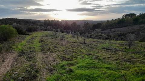 Moradia em Banda T4 Venda em Castelo Branco,Castelo Branco