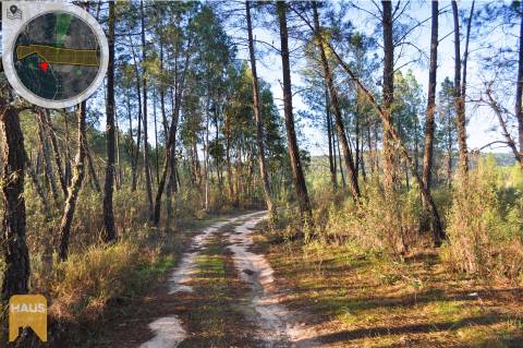Terreno com 26.000 m² à venda em Castelo Branco.