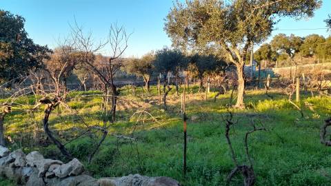 Quintinha  Venda em Escalos de Baixo e Mata,Castelo Branco