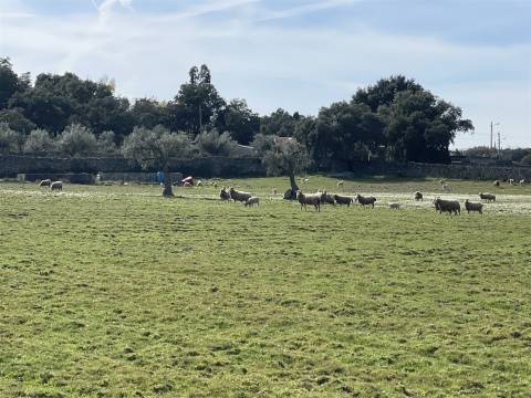 Quinta T0 Venda em Alcains,Castelo Branco