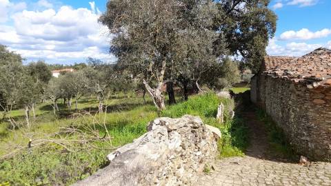 Terreno Para Construção  Venda em Benquerenças,Castelo Branco