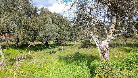 Terreno Para Construção  Venda em Benquerenças,Castelo Branco