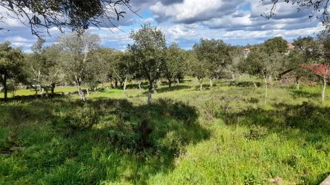 Terreno Para Construção  Venda em Benquerenças,Castelo Branco