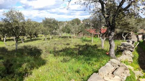 Terreno Para Construção  Venda em Benquerenças,Castelo Branco