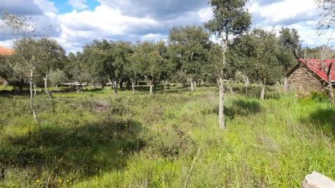 Terreno Para Construção  Venda em Benquerenças,Castelo Branco
