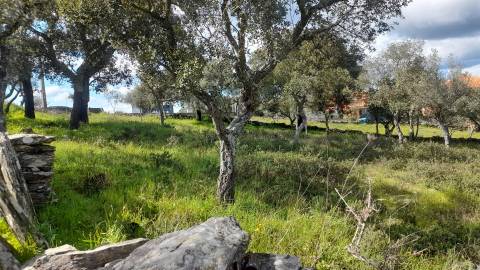 Terreno Para Construção  Venda em Benquerenças,Castelo Branco