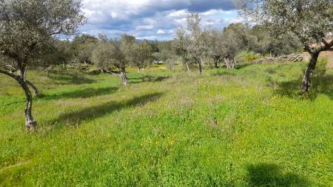 Terreno Para Construção  Venda em Benquerenças,Castelo Branco