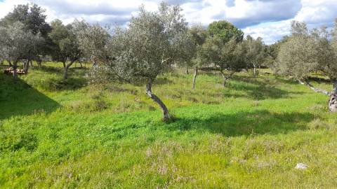 Terreno Para Construção  Venda em Benquerenças,Castelo Branco
